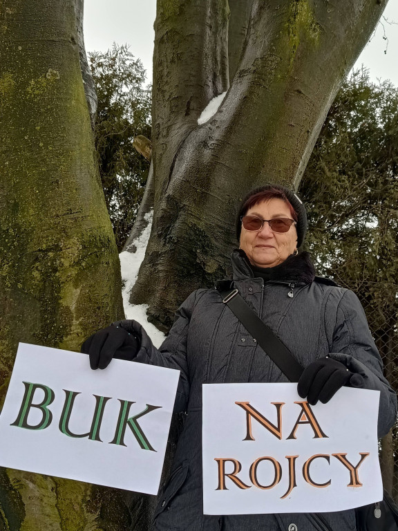 Najstarsze drzewo w mieście ma imię