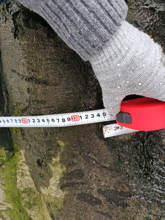 Najstarsze drzewo w mieście ma imię