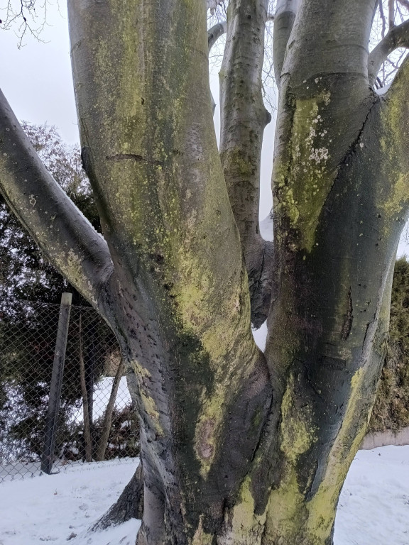 Najstarsze drzewo w mieście ma imię