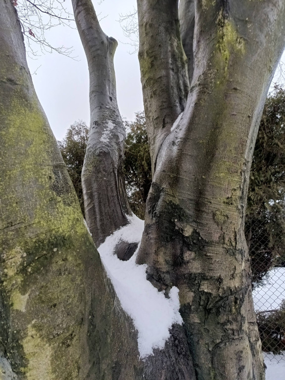 Najstarsze drzewo w mieście ma imię