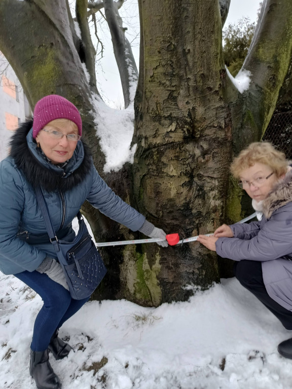 Najstarsze drzewo w mieście ma imię