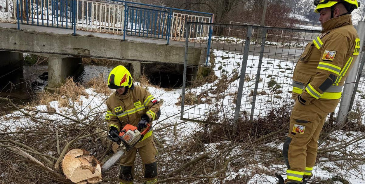 Bobry w akcji. Drzewo mogło spaść na drogę i most