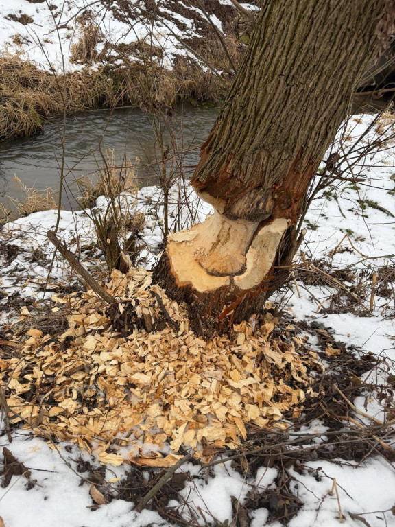 Bobry w akcji. Drzewo mogło spaść na drogę i most