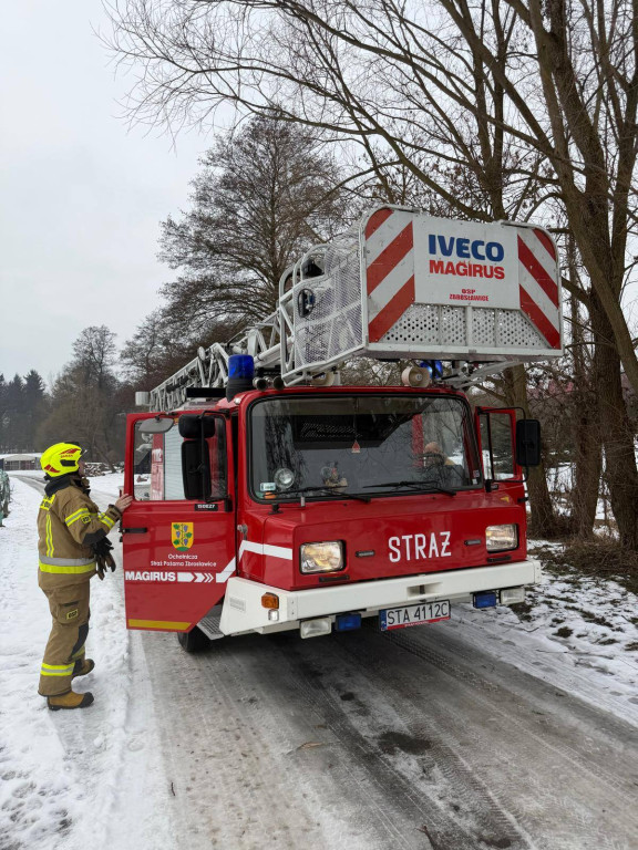 Bobry w akcji. Drzewo mogło spaść na drogę i most