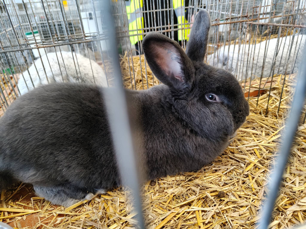 Ponad 300 królików i ogólnopolska konferencja