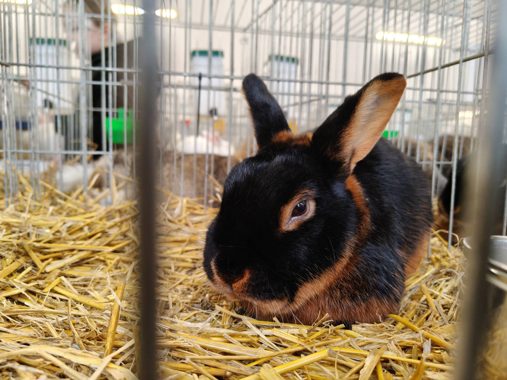 Ponad 300 królików i ogólnopolska konferencja