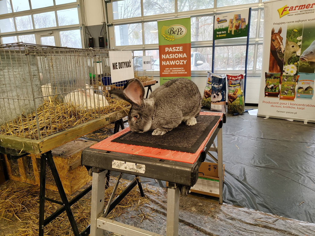 Ponad 300 królików i ogólnopolska konferencja