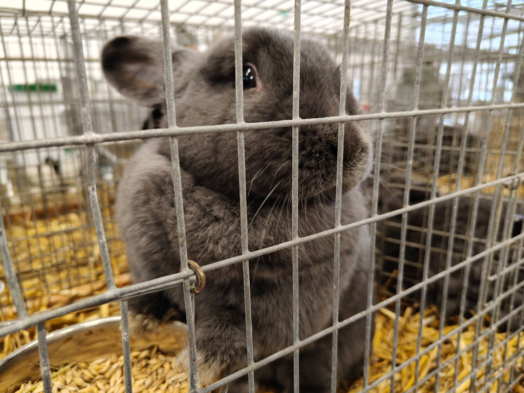 Ponad 300 królików i ogólnopolska konferencja