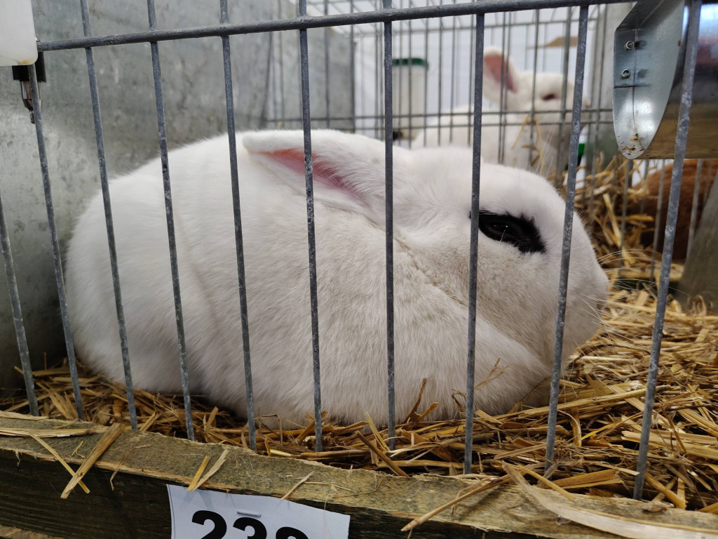 Ponad 300 królików i ogólnopolska konferencja