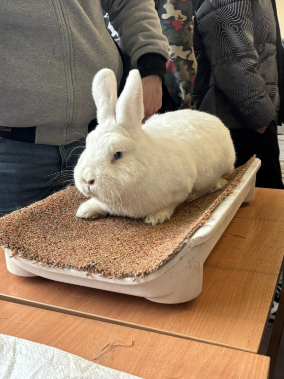 Ponad 300 królików i ogólnopolska konferencja