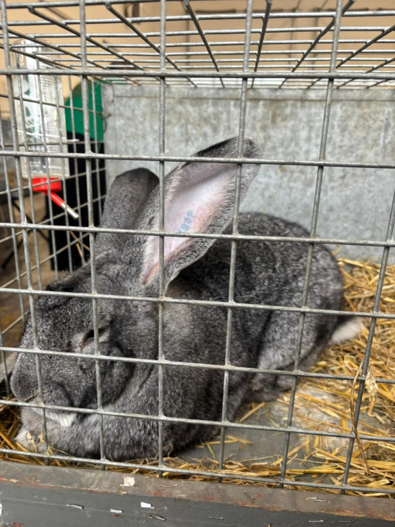 Ponad 300 królików i ogólnopolska konferencja