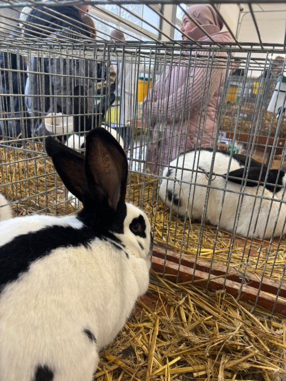 Ponad 300 królików i ogólnopolska konferencja