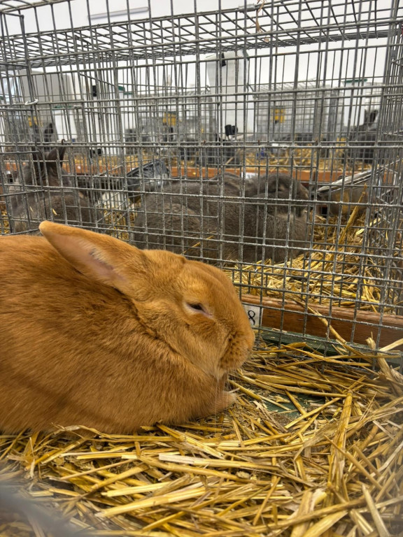 Ponad 300 królików i ogólnopolska konferencja
