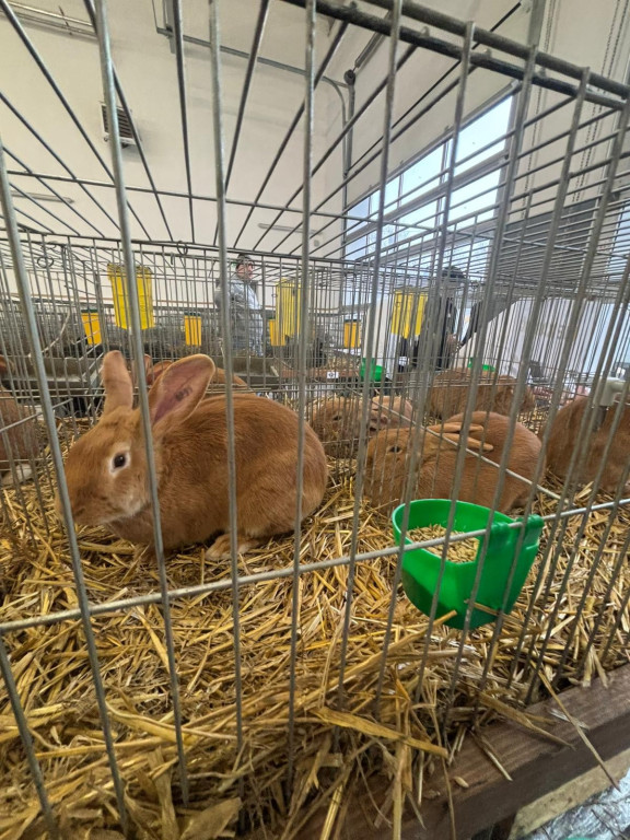 Ponad 300 królików i ogólnopolska konferencja