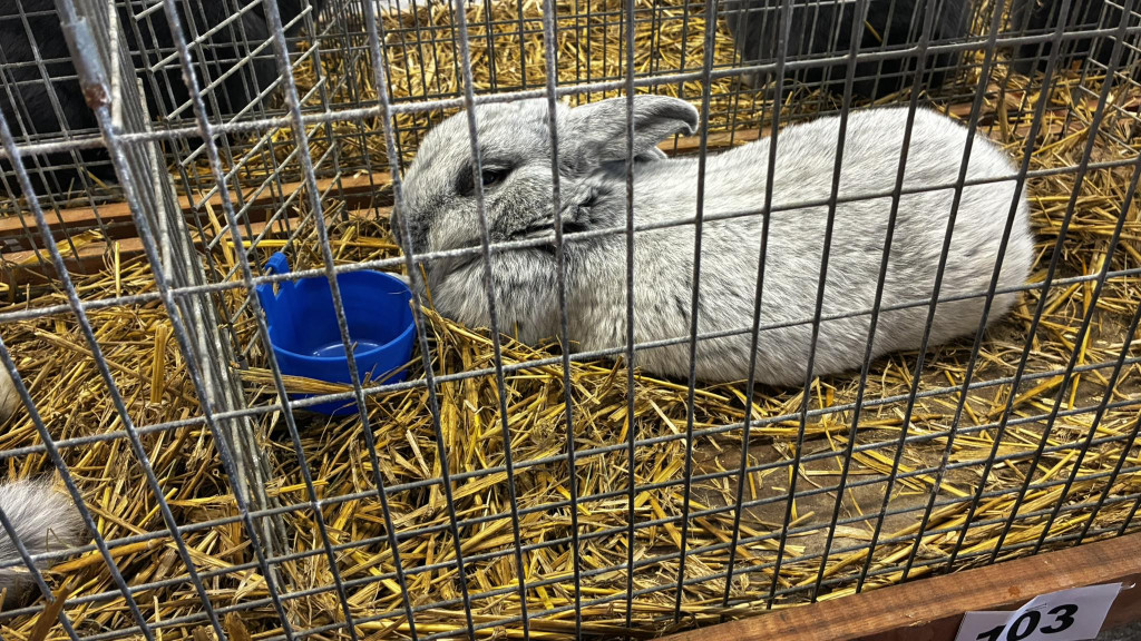 Ponad 300 królików i ogólnopolska konferencja