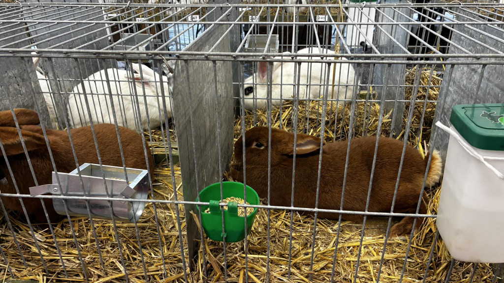 Ponad 300 królików i ogólnopolska konferencja