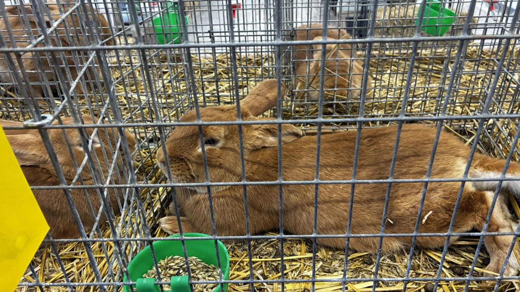 Ponad 300 królików i ogólnopolska konferencja