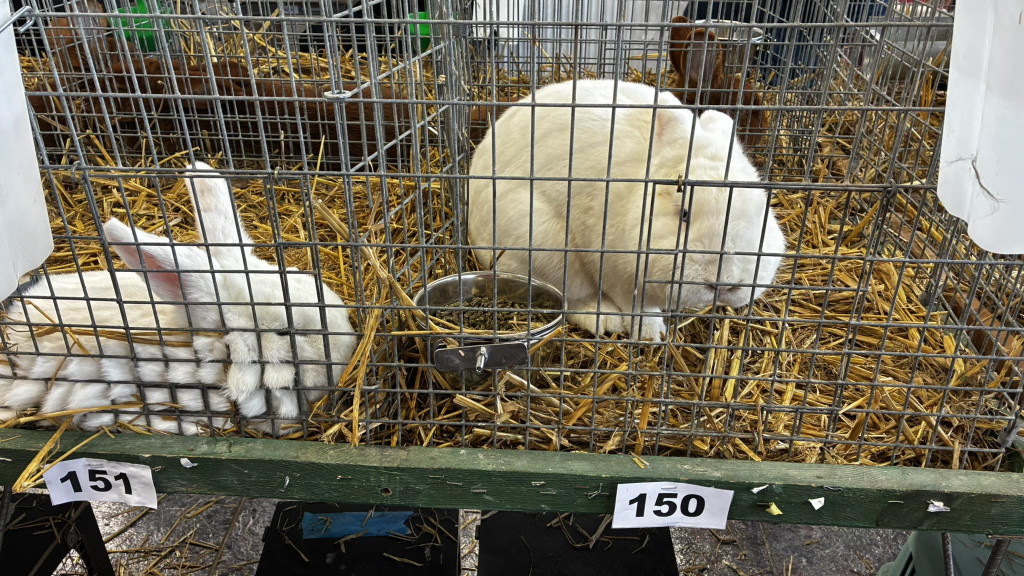 Ponad 300 królików i ogólnopolska konferencja