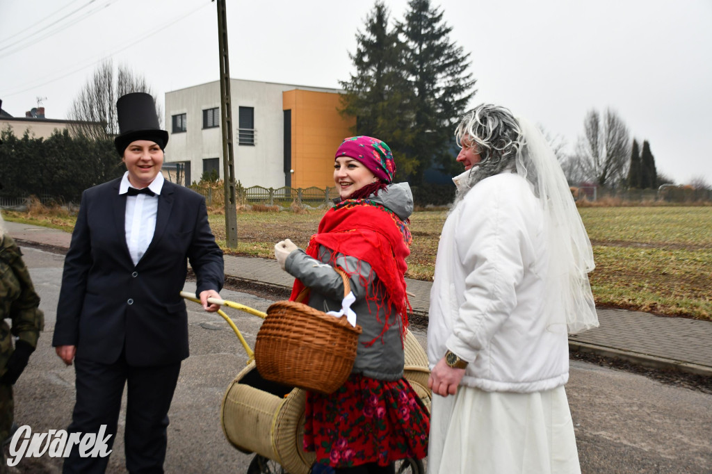 Z berem przez Miedary. Wodzenie niedźwiedzia 2026
