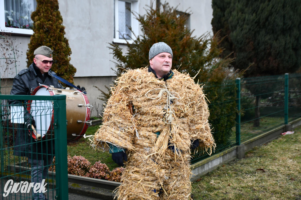 Z berem przez Miedary. Wodzenie niedźwiedzia 2026