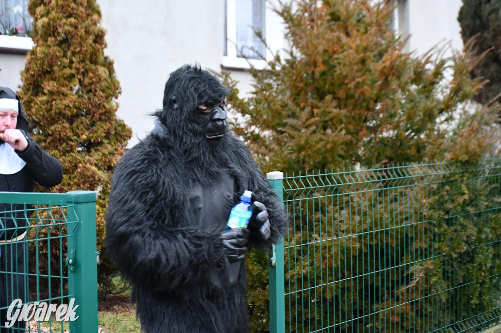 Z berem przez Miedary. Wodzenie niedźwiedzia 2026