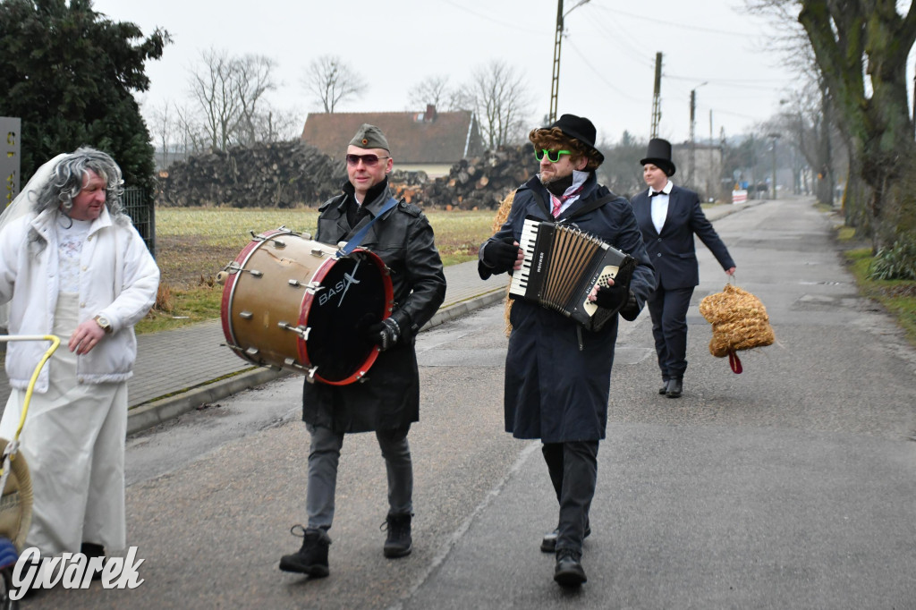 Z berem przez Miedary. Wodzenie niedźwiedzia 2026