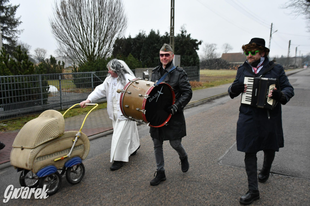 Z berem przez Miedary. Wodzenie niedźwiedzia 2026