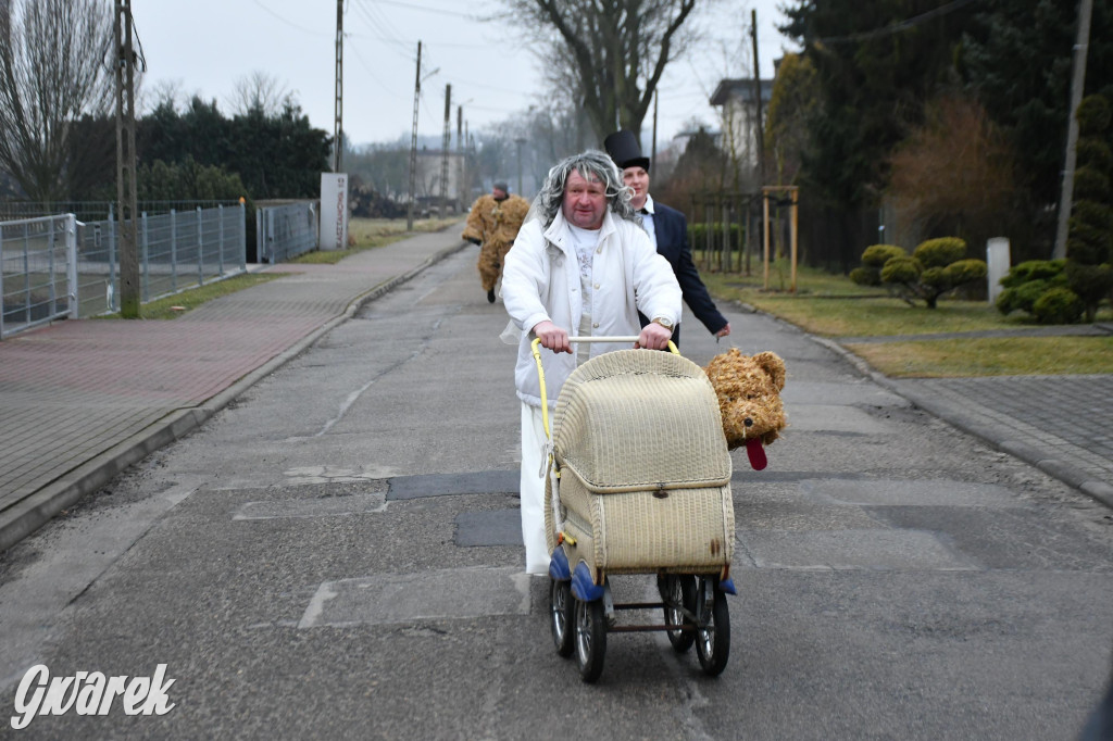 Z berem przez Miedary. Wodzenie niedźwiedzia 2026