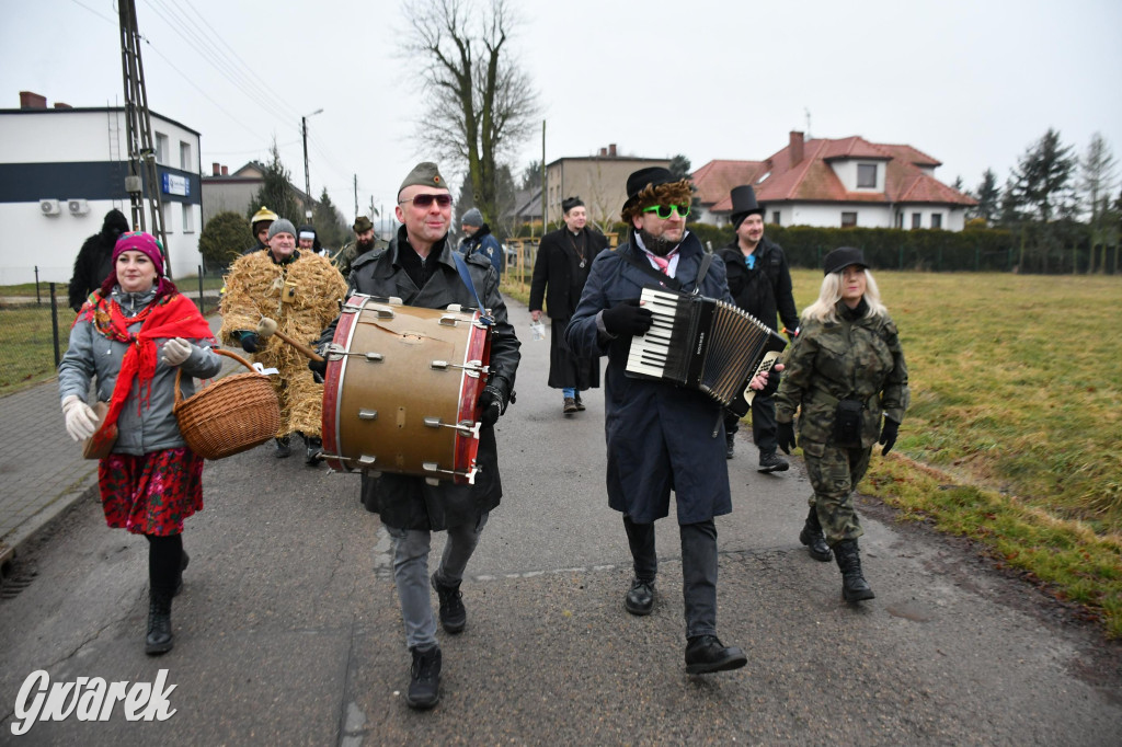 Z berem przez Miedary. Wodzenie niedźwiedzia 2026