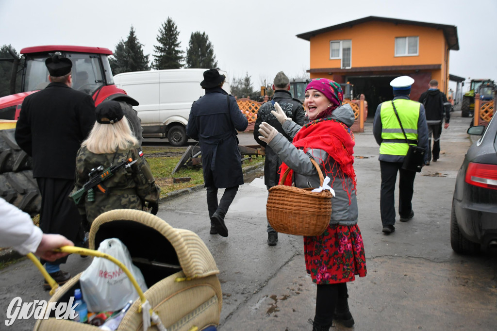 Z berem przez Miedary. Wodzenie niedźwiedzia 2026