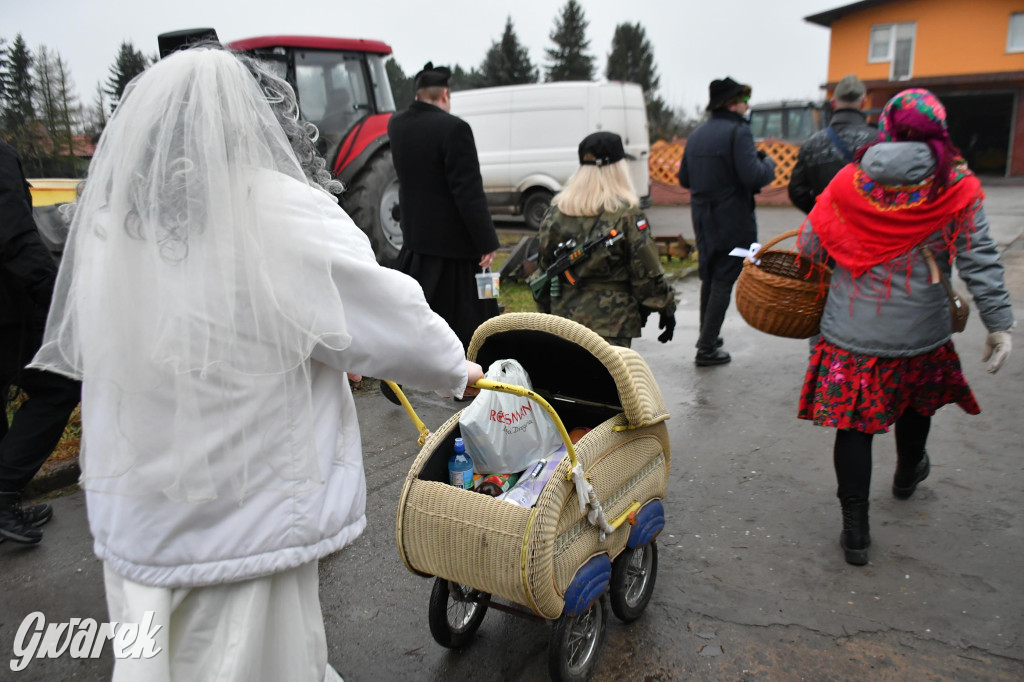 Z berem przez Miedary. Wodzenie niedźwiedzia 2026