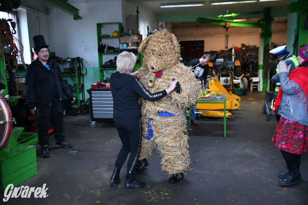 Z berem przez Miedary. Wodzenie niedźwiedzia 2026