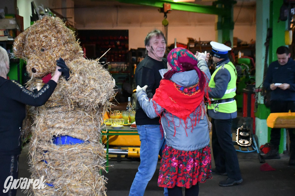 Z berem przez Miedary. Wodzenie niedźwiedzia 2026