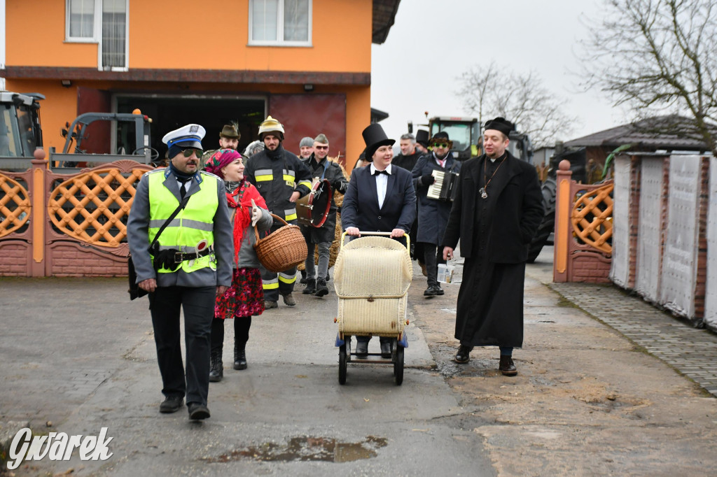 Z berem przez Miedary. Wodzenie niedźwiedzia 2026