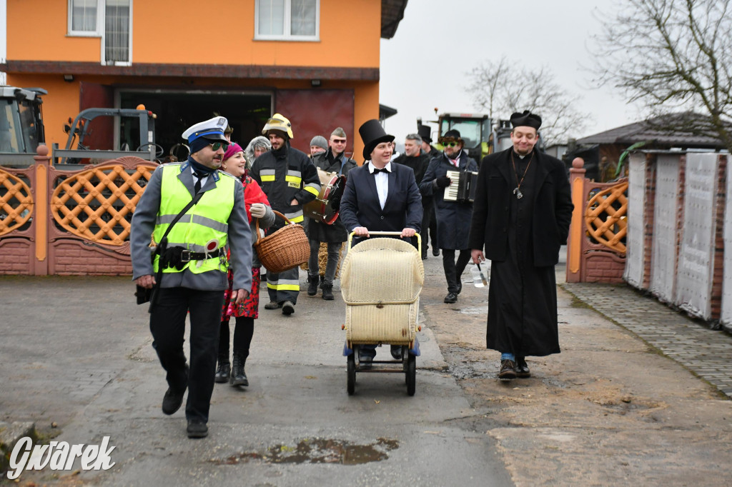 Z berem przez Miedary. Wodzenie niedźwiedzia 2026
