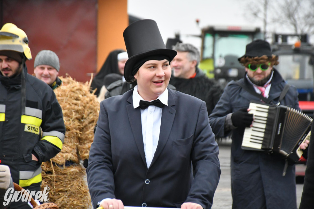 Z berem przez Miedary. Wodzenie niedźwiedzia 2026