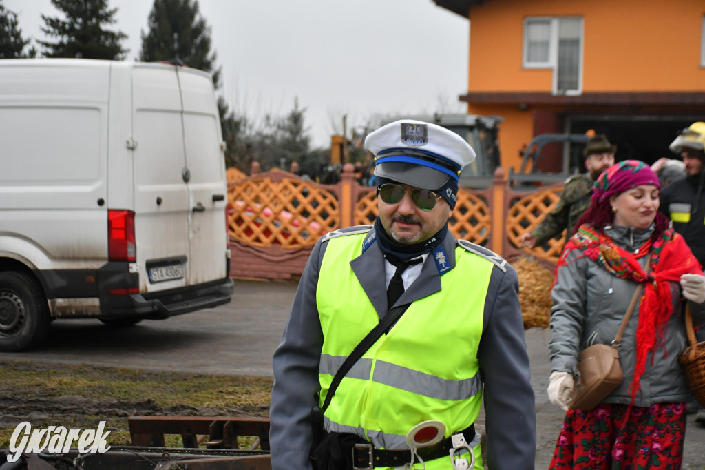 Z berem przez Miedary. Wodzenie niedźwiedzia 2026