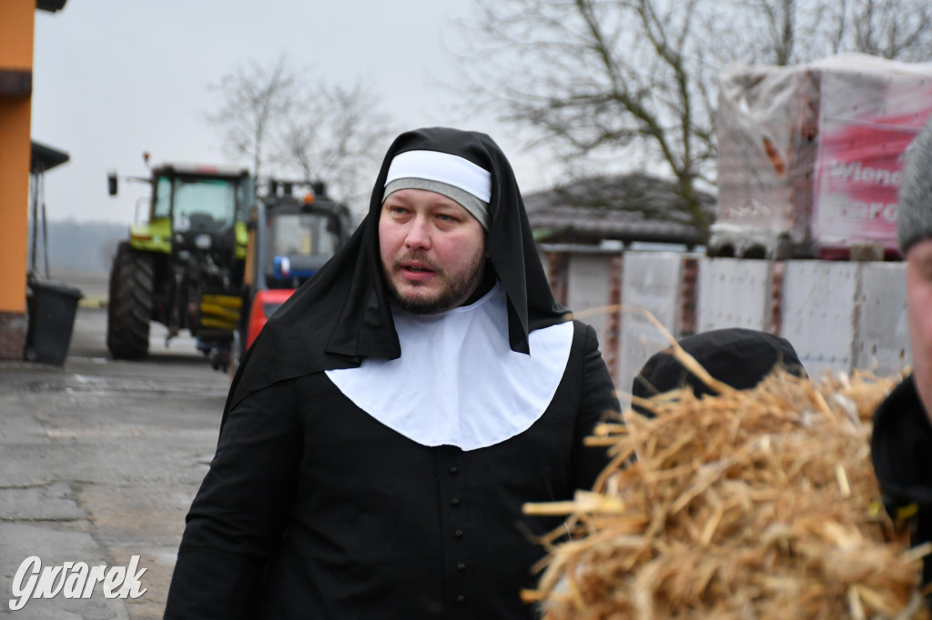 Z berem przez Miedary. Wodzenie niedźwiedzia 2026