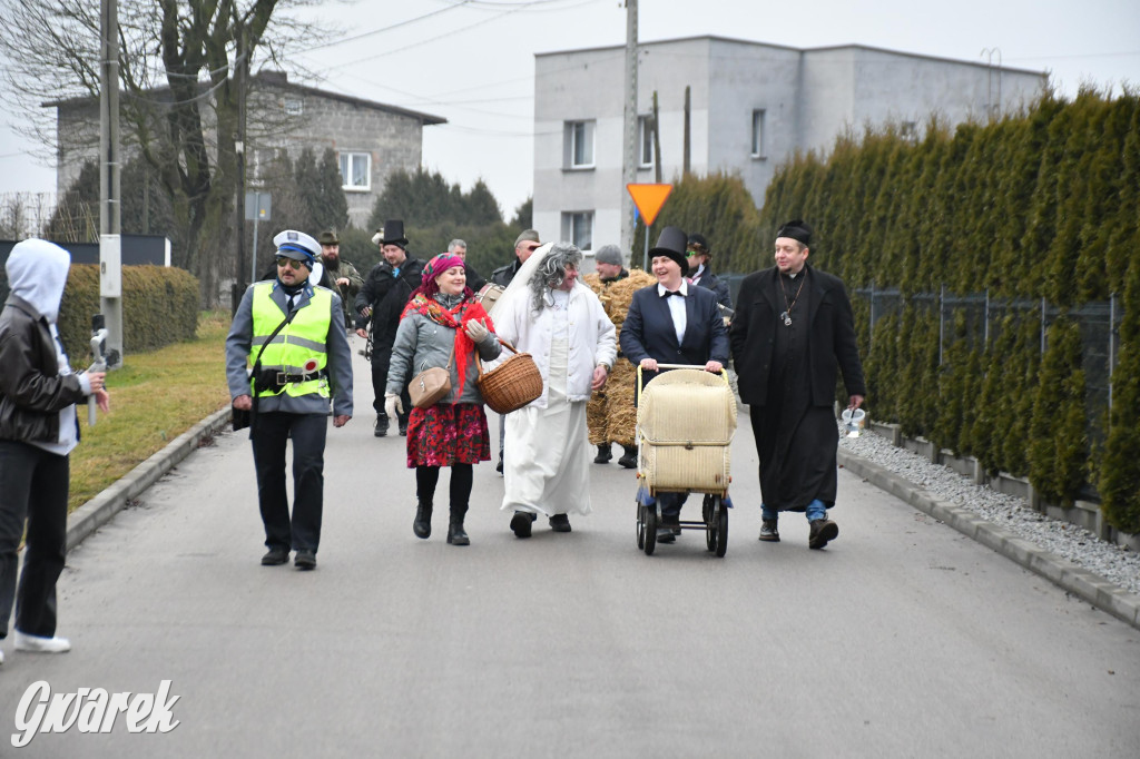 Z berem przez Miedary. Wodzenie niedźwiedzia 2026