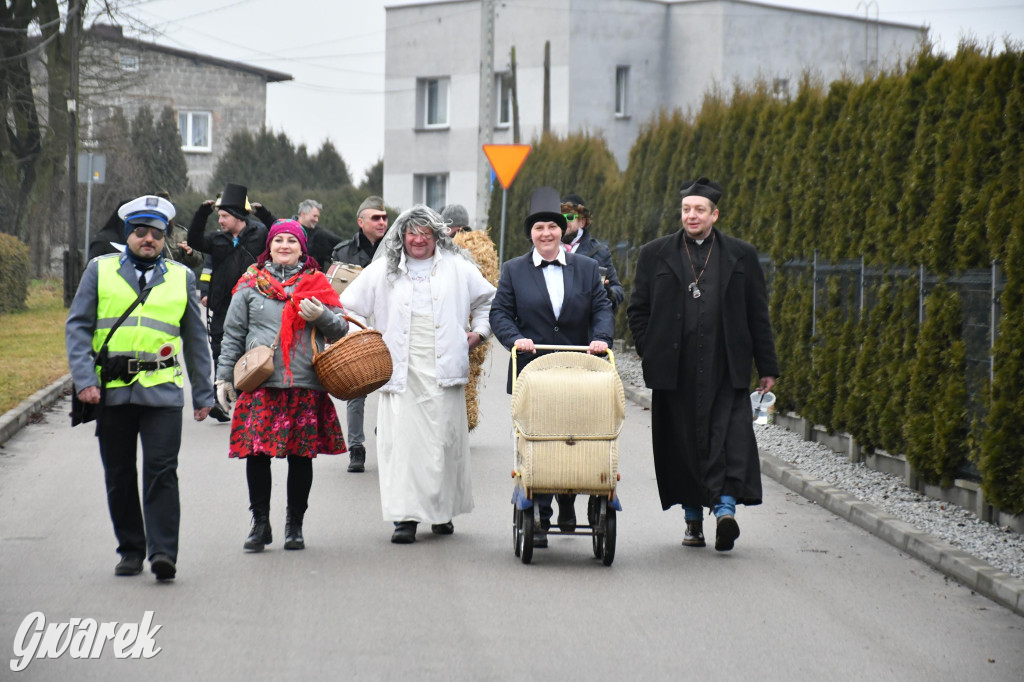 Z berem przez Miedary. Wodzenie niedźwiedzia 2026