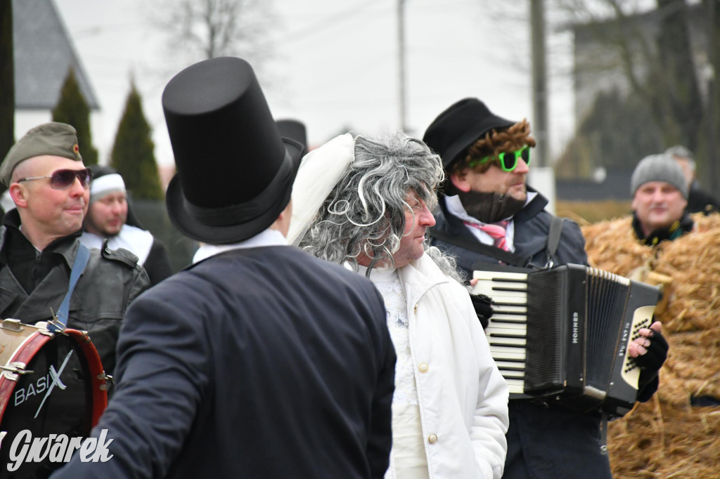 Z berem przez Miedary. Wodzenie niedźwiedzia 2026
