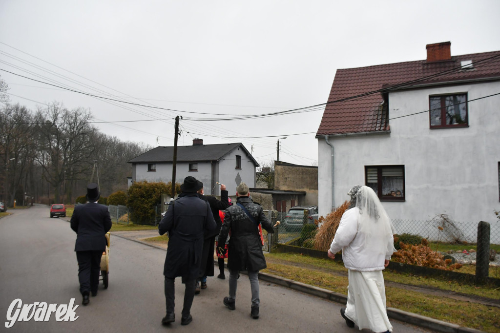 Z berem przez Miedary. Wodzenie niedźwiedzia 2026
