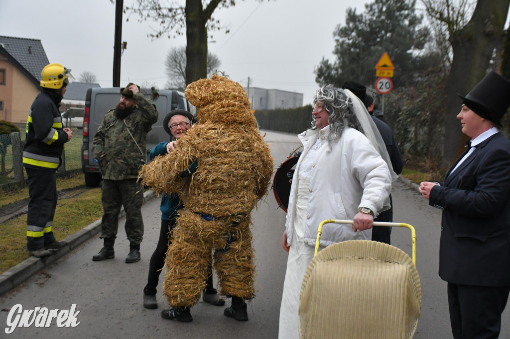 Z berem przez Miedary. Wodzenie niedźwiedzia 2026