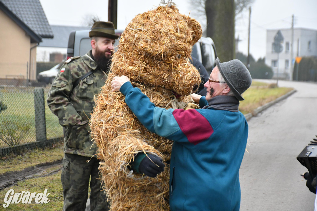 Z berem przez Miedary. Wodzenie niedźwiedzia 2026