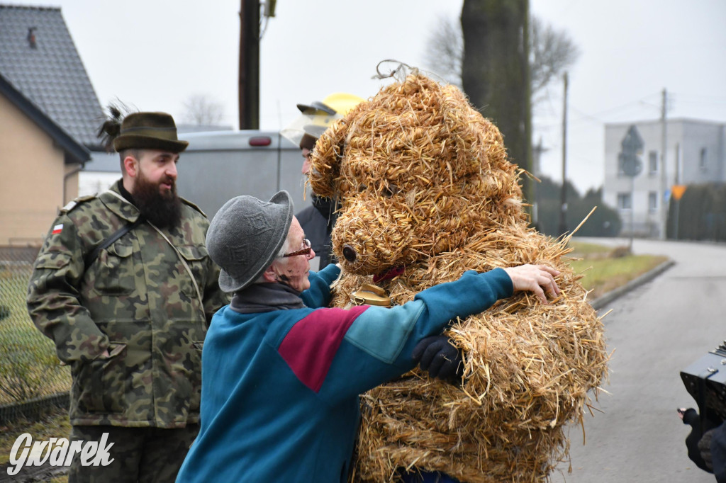 Z berem przez Miedary. Wodzenie niedźwiedzia 2026