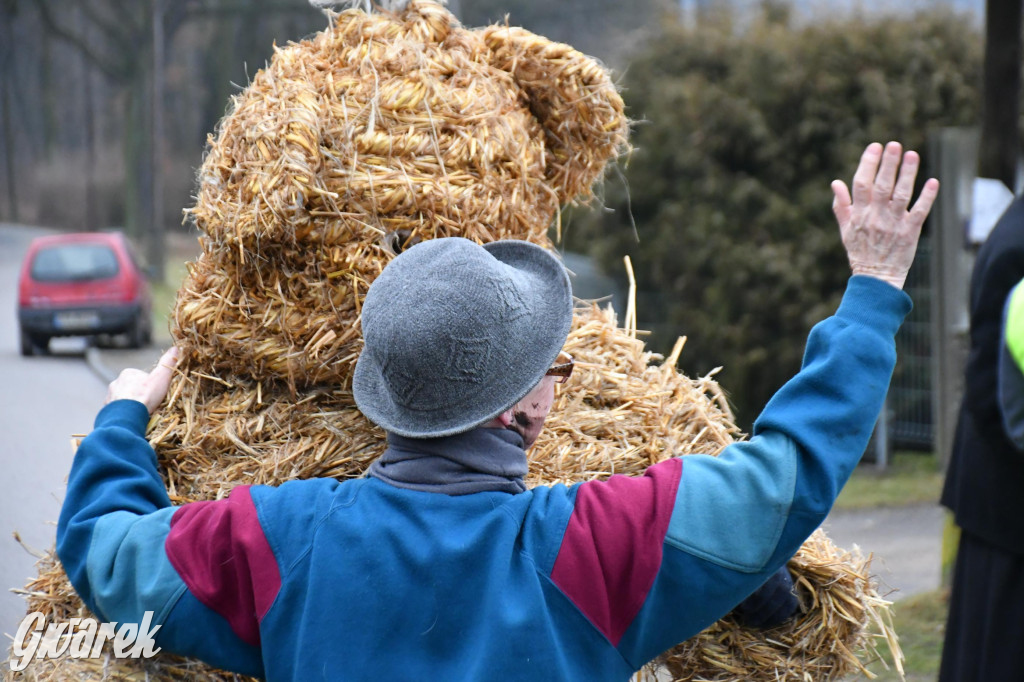 Z berem przez Miedary. Wodzenie niedźwiedzia 2026