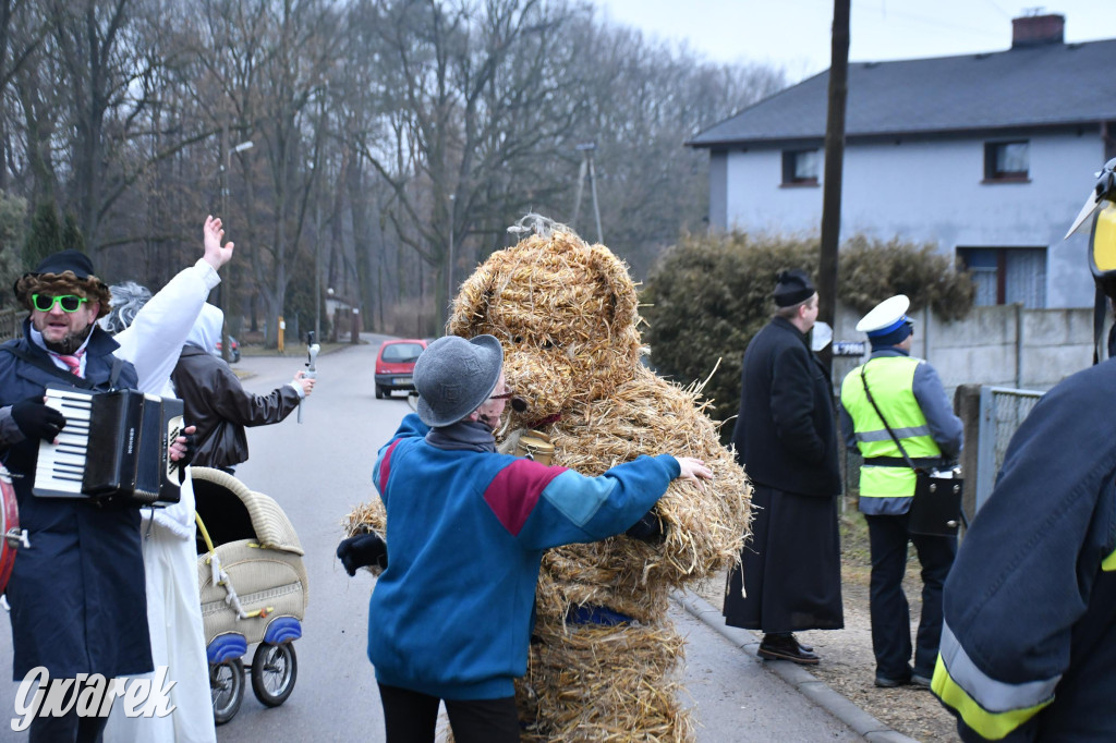 Z berem przez Miedary. Wodzenie niedźwiedzia 2026
