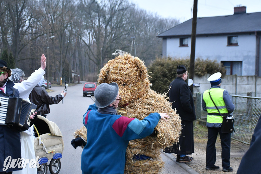 Z berem przez Miedary. Wodzenie niedźwiedzia 2026