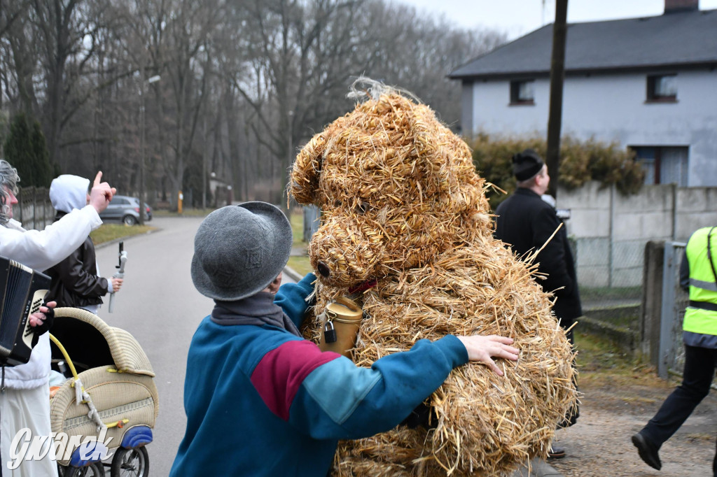 Z berem przez Miedary. Wodzenie niedźwiedzia 2026