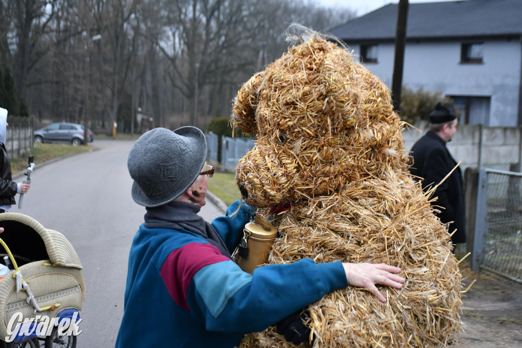 Z berem przez Miedary. Wodzenie niedźwiedzia 2026